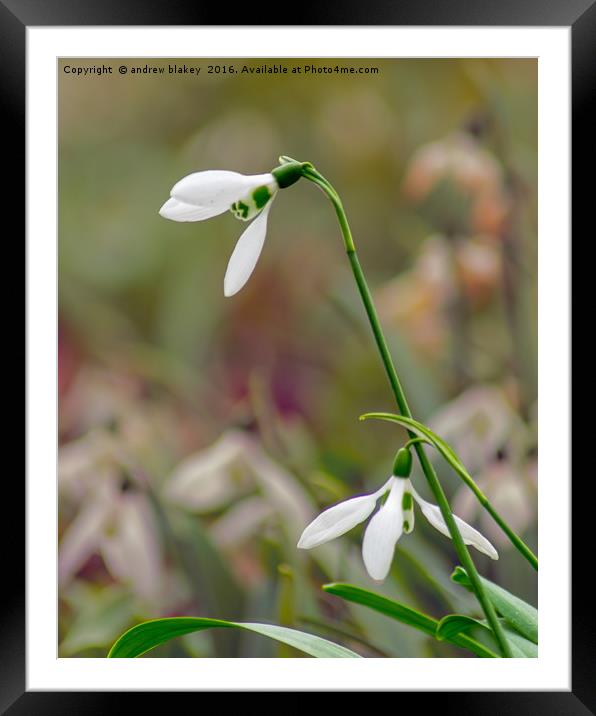 Snowdrops Framed Mounted Print by andrew blakey