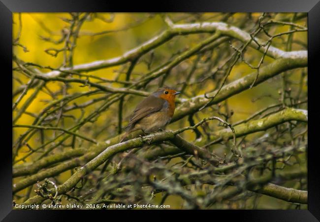 Robin in a tree Framed Print by andrew blakey
