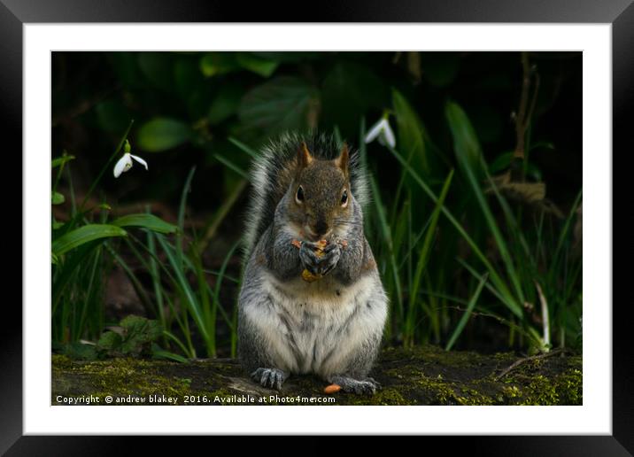 Grey Squirrel Framed Mounted Print by andrew blakey
