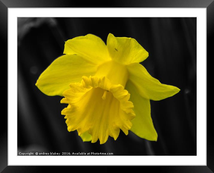 Daffodil color popped Framed Mounted Print by andrew blakey