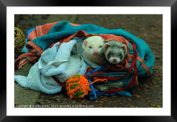 A bag of Ferrets Framed Mounted Print by andrew blakey