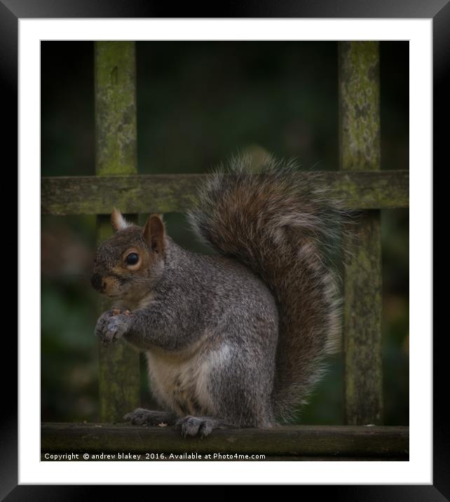 Squirrel eating nuts Framed Mounted Print by andrew blakey