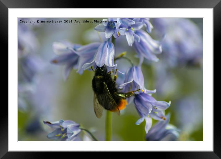 Bee on bluebells Framed Mounted Print by andrew blakey