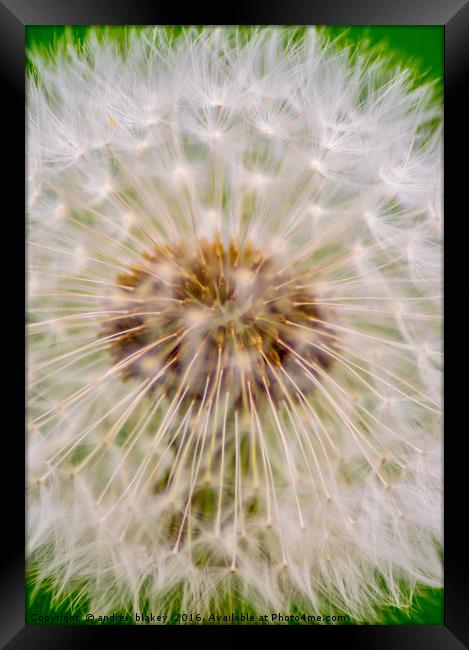 Dandelion Framed Print by andrew blakey