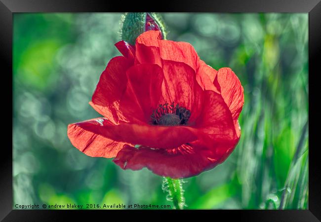 Poppy Framed Print by andrew blakey