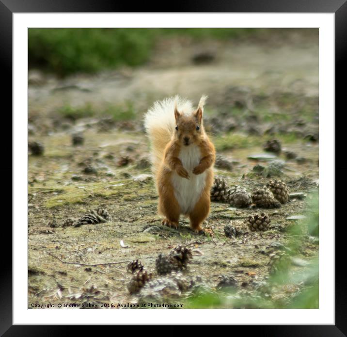 Standing Squirrel Framed Mounted Print by andrew blakey