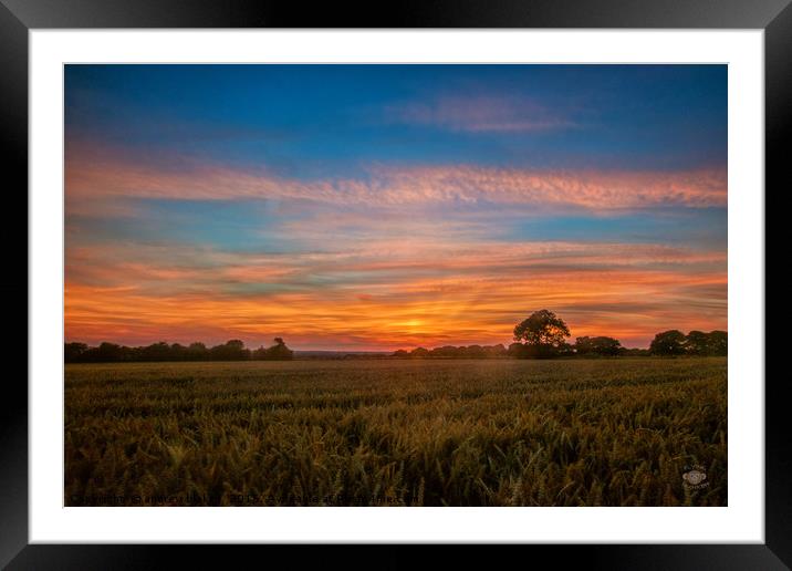 Majestic Sunset over Cleadon Cornfields Framed Mounted Print by andrew blakey