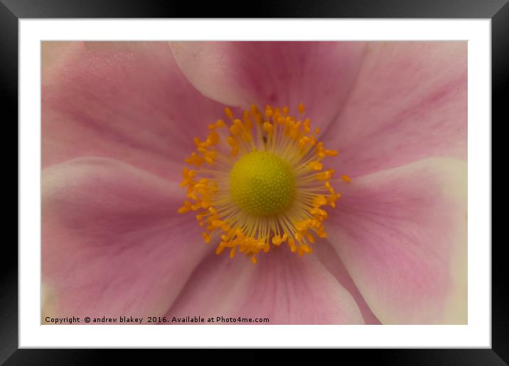 Japanese Anemone Framed Mounted Print by andrew blakey