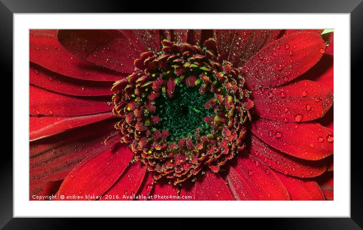 Radiant Red Gerbera Framed Mounted Print by andrew blakey