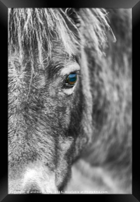 Exmoor Pony Framed Print by andrew blakey