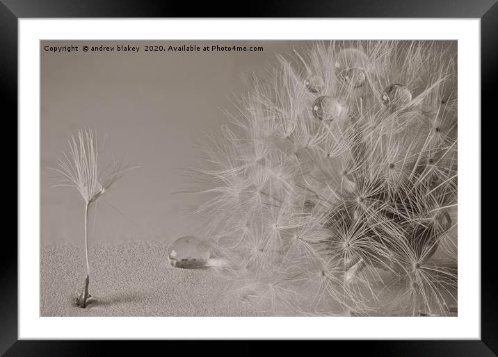 Glorious Dandelion Beauty Framed Mounted Print by andrew blakey
