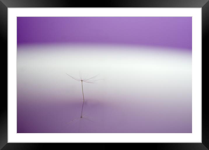 Delicate Purple Dandelion Reflection Framed Mounted Print by andrew blakey