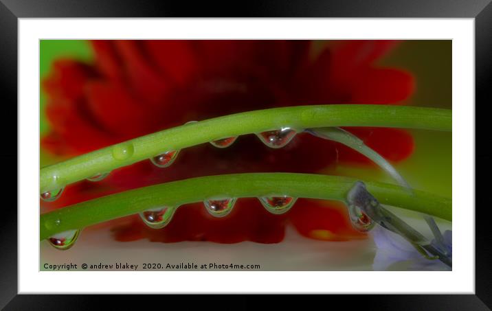 A Red Gerbera Flower Refracted Through Water Dropl Framed Mounted Print by andrew blakey