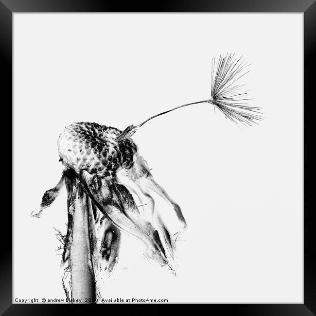 The Final Goodbye of a Dandelion Framed Print by andrew blakey