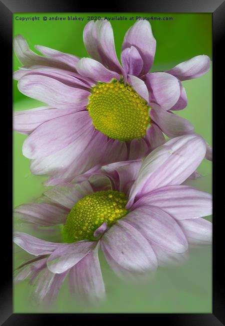 Delicate Pink Chrysanthemums Framed Print by andrew blakey