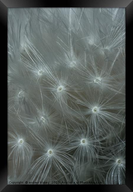 Dancing Dandelion Dream Framed Print by andrew blakey