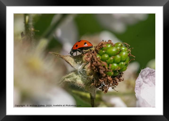 Vibrant Ladybird on a Blossoming Plant Framed Mounted Print by andrew blakey