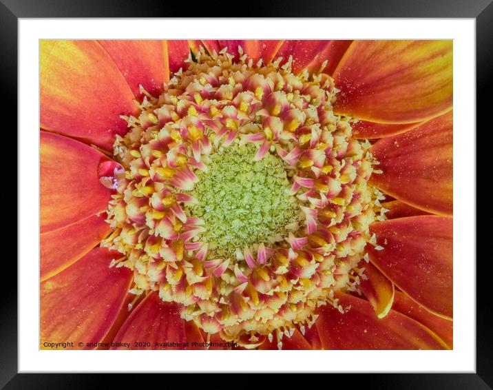 Radiant Red Germini Framed Mounted Print by andrew blakey