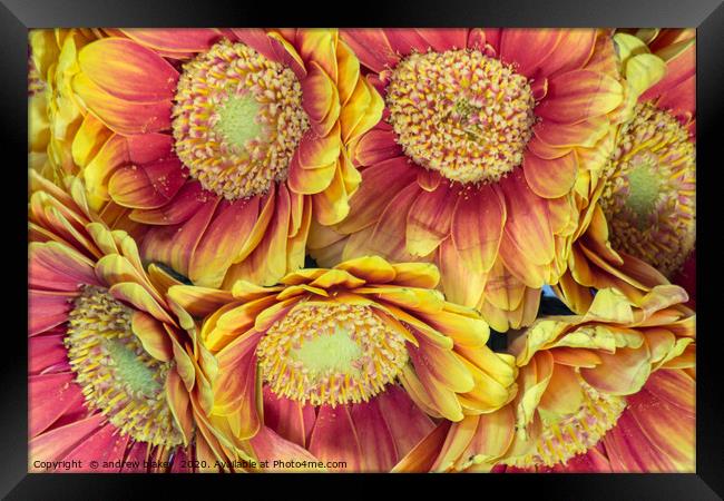 Vibrant Germini Bouquet Framed Print by andrew blakey
