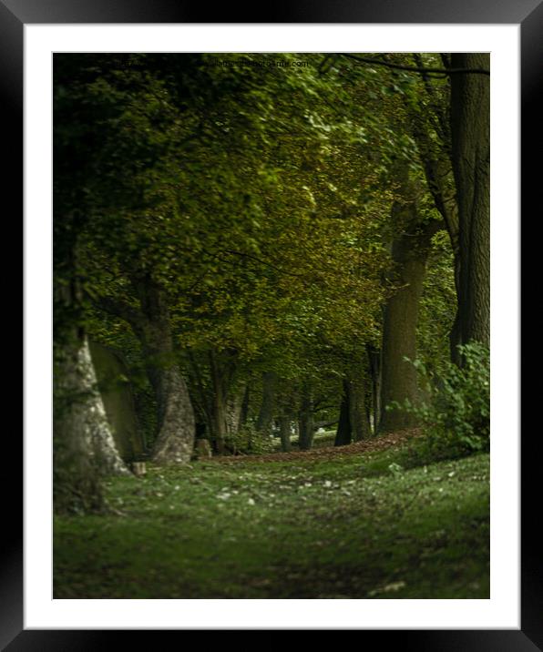 Enchanted Walkway Framed Mounted Print by andrew blakey