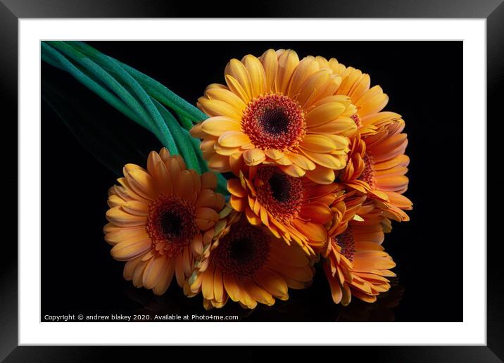 A Burst of Orange Germinis Framed Mounted Print by andrew blakey
