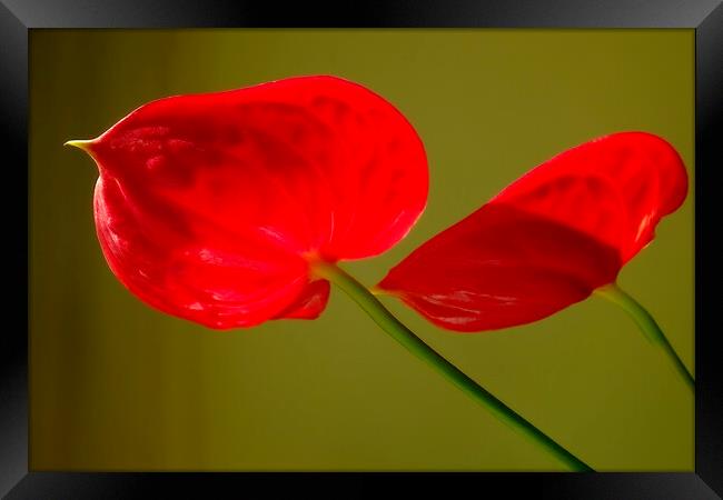 Red on Green Framed Print by Richard Downs
