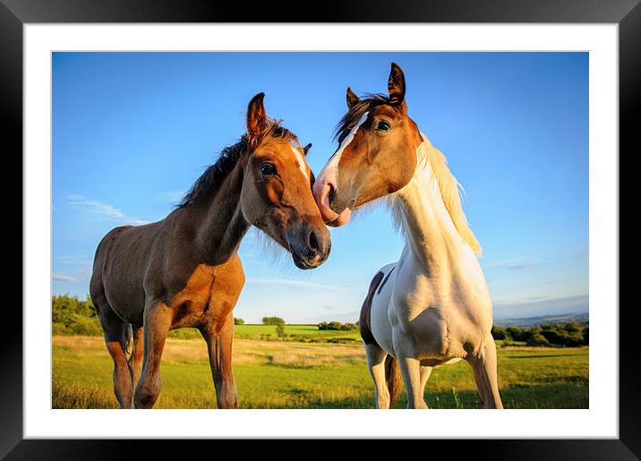 Companions Framed Mounted Print by Richard Downs