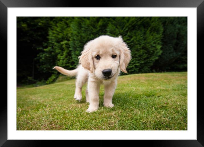 Cheeky Pup Framed Mounted Print by Richard Downs