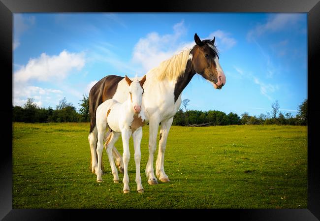 Staying Close Framed Print by Richard Downs