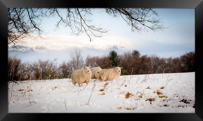 Winter Wool Framed Print by Richard Downs