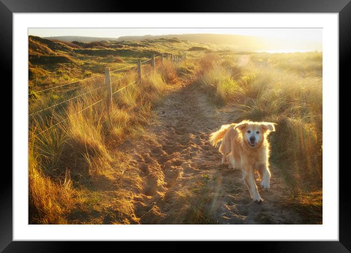 Dune Dog Framed Mounted Print by Richard Downs