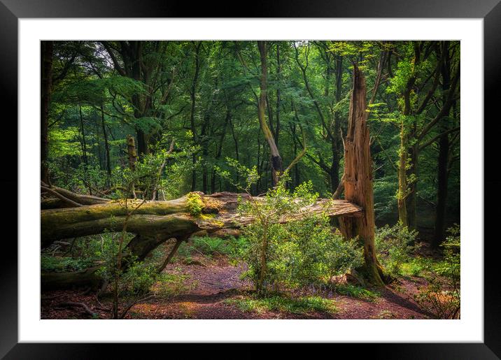Fallen Giant Framed Mounted Print by Richard Downs