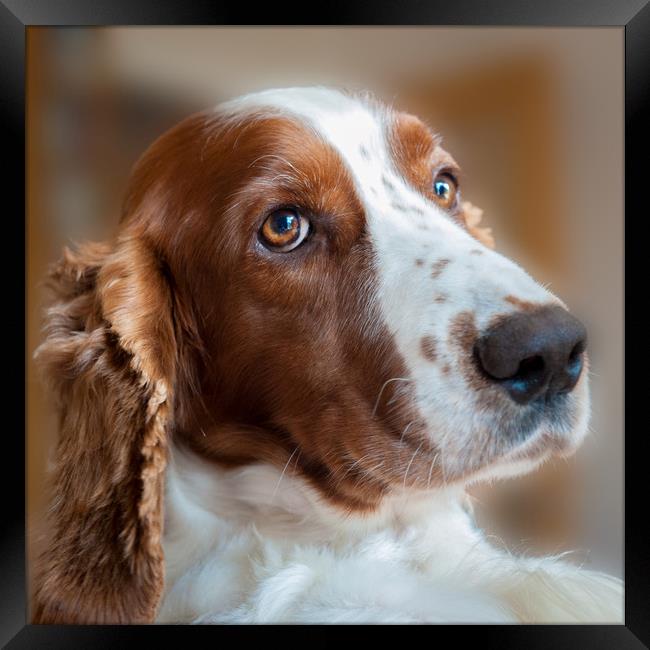 Welsh Springer Spaniel Framed Print by Richard Downs