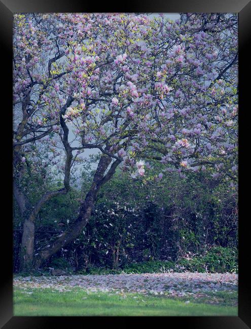 Magnolia Framed Print by Richard Downs