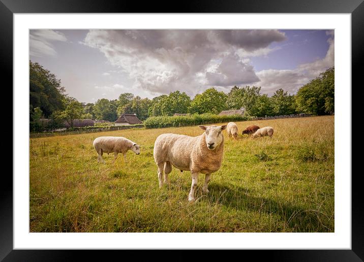 The Ram Framed Mounted Print by Richard Downs