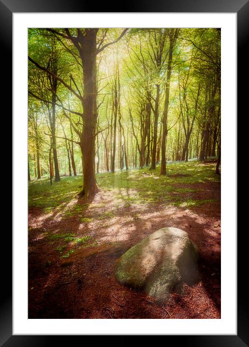 Forest Light Framed Mounted Print by Richard Downs