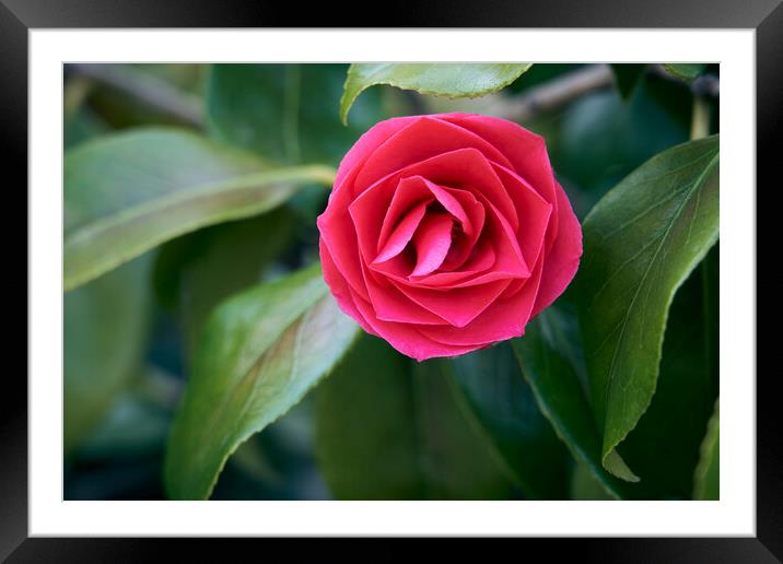 Camelia flower Framed Mounted Print by Richard Downs