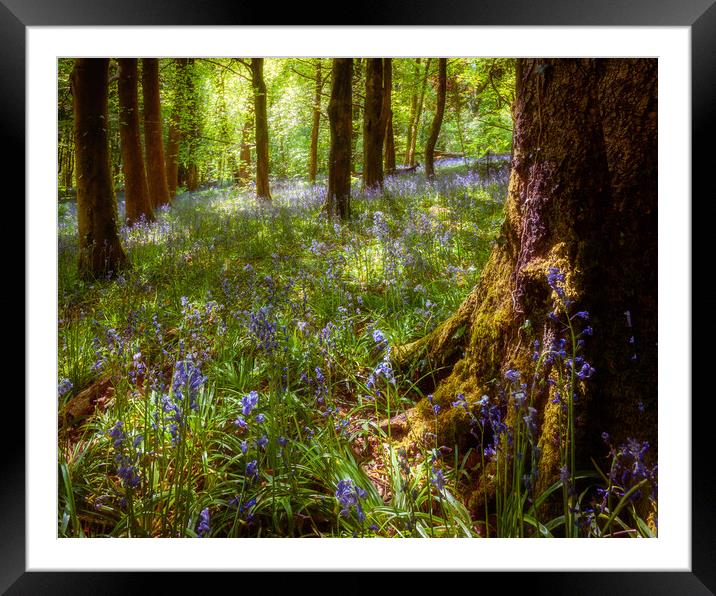 Bluebell Woods Framed Mounted Print by Richard Downs