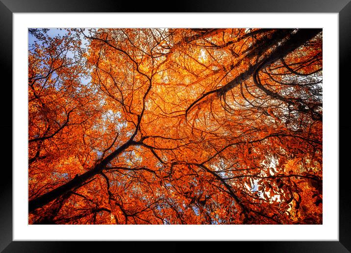 Sky Roots in Forest Red Framed Mounted Print by John Williams