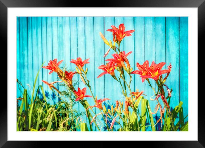 Tiger Lilly and Rustic Blue Wood Framed Mounted Print by John Williams