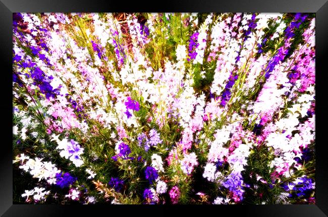 Wild Larkspur Flowers Framed Print by John Williams