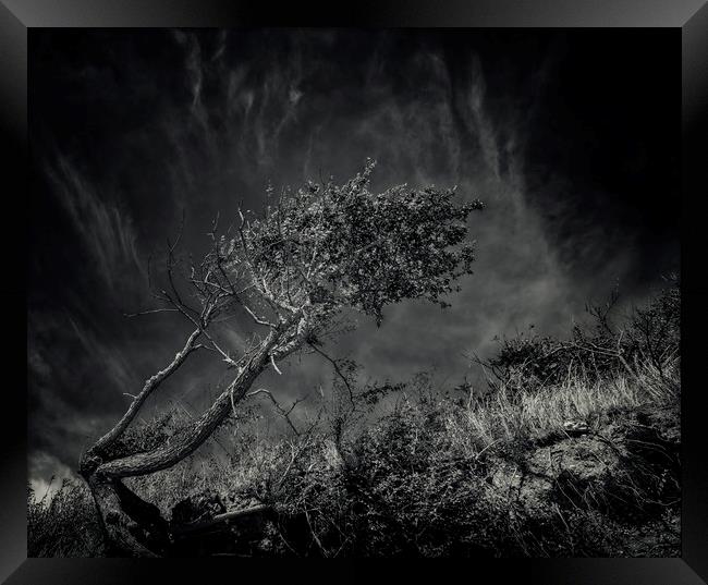 Windworn Tree of Falling Framed Print by John Williams