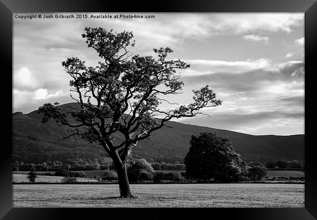  Tree Framed Print by Josh Gilbraith