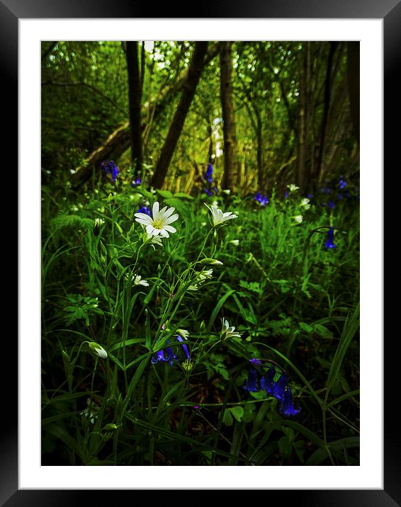  foxley flowers Framed Mounted Print by chris elgood