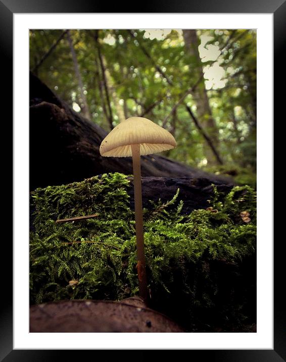 alone in nature  Framed Mounted Print by chris elgood