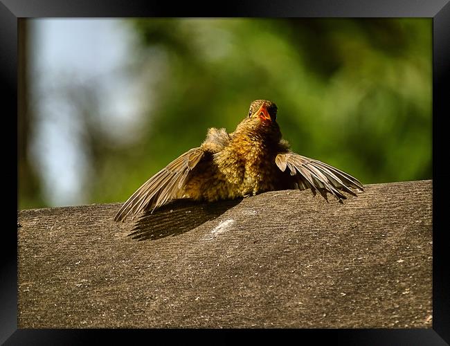    robin with heatstroke                           Framed Print by chris elgood