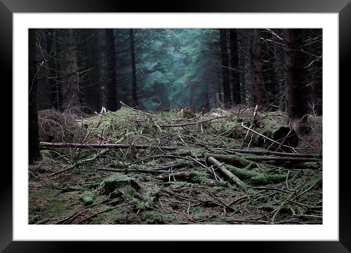  Drimmie Woods Framed Mounted Print by Jonathan Scaife
