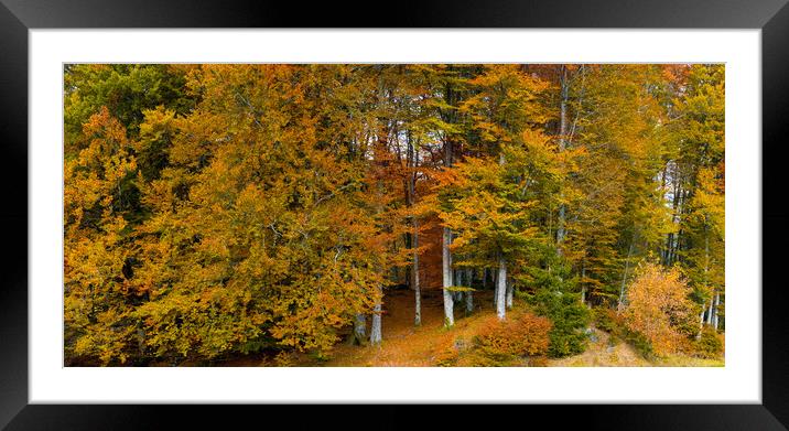 Autumn Colors in The Forest Framed Mounted Print by Eirik Sørstrømmen