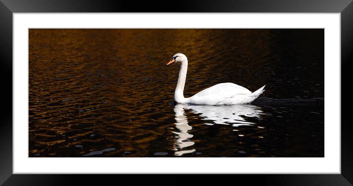 A Swan in The Lake Framed Mounted Print by Eirik Sørstrømmen