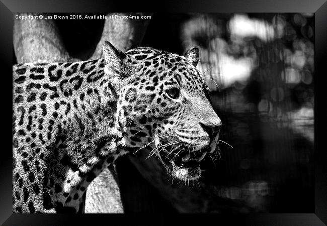 Jaguar  Framed Print by Les Brown